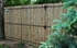 Picture of Bamboo Privacy Photo Gallery